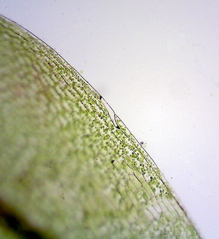 Bryum caespiticium